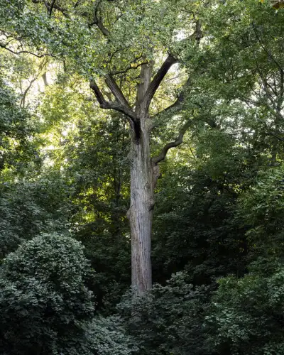 The Queens Giant in eastern Queens&rsquo; Alley Pond Park. Although the tree is located in Queens and the development is in Manhattan, the Lirio is an homage to the Queens Giant&rsquo;s survivor spirit.  Photo courtesy of Brian Kelley of Gathering Growth Foundation.