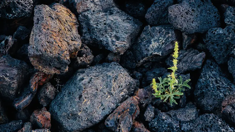 rockwool getty god magazine 02.jpg